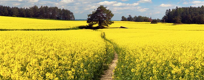 The-Path-to-Carbon-Neutral