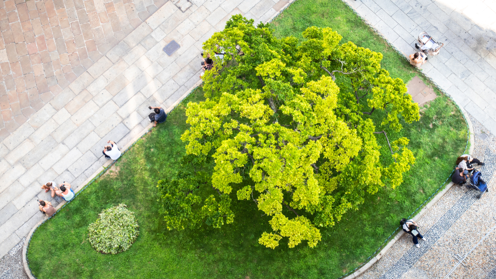 Image of trees from above